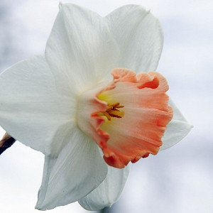 Narcissus Pink Charm, Daffodil 'Pink Charm', Large-Cupped Daffodil 'Pink Charm', Large-Cupped Daffodils, Spring Bulbs, Spring Flowers, Narcisse Pink Charm, Large-cupped Daffodil, Narcisse grande couronne, early spring daffodil, mid spring daffodil